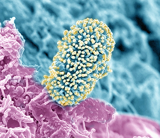 Illustration for article titled These Science Photos Are So Beautiful They're Basically Art